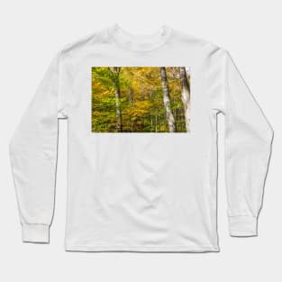 Golden and green hues of birch forest in a New England fall Long Sleeve T-Shirt